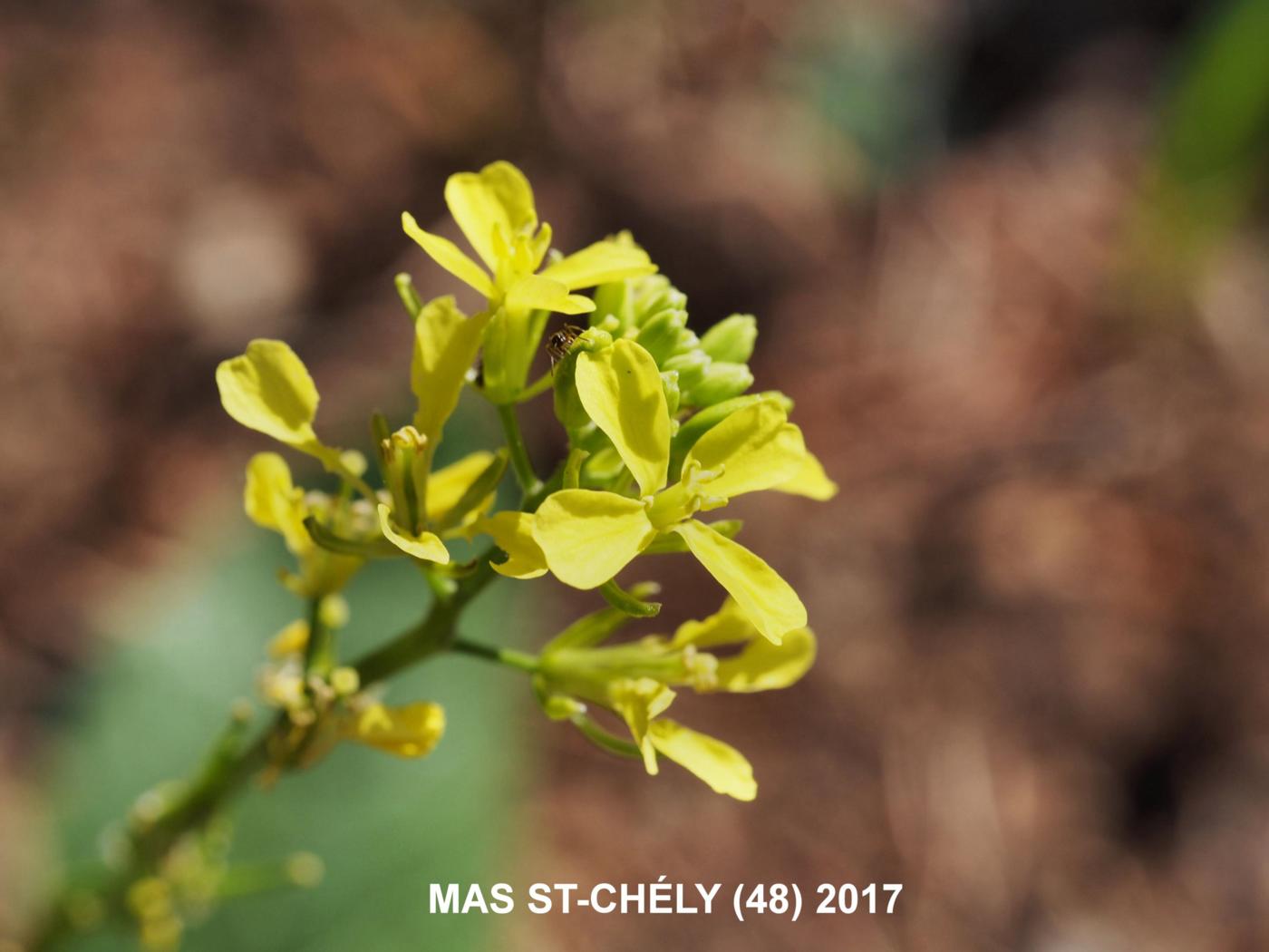 Mustard, Charlock flower